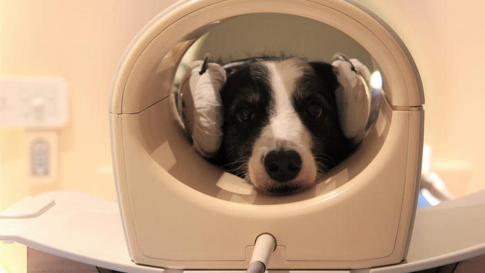 One of the dogs from the experiment has its brain scanned in an MRI machine. (Image credit: Eniko Kubinyi)